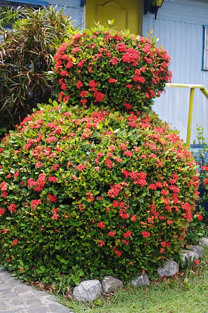 Example of a Ixora shrub cut in a round shape, Ixora is a genus from the family Rubiaceae, consisting of tropical evergreens and shrubs.