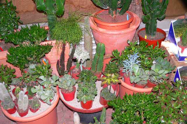 Variety of Cacti, ideal for a little stone garden in any dry climate or for a interior decoration